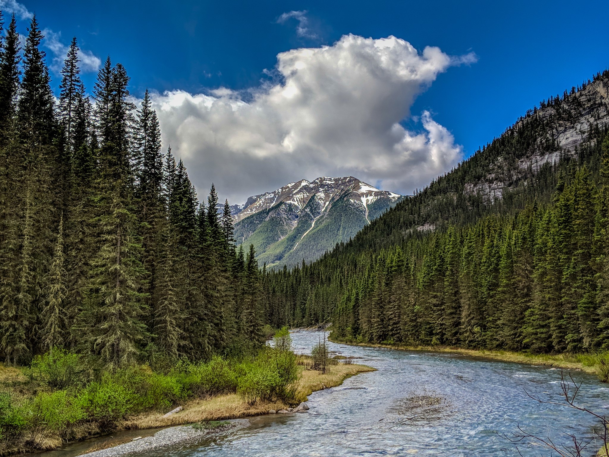 Canadian Rocky Mountain forest and river