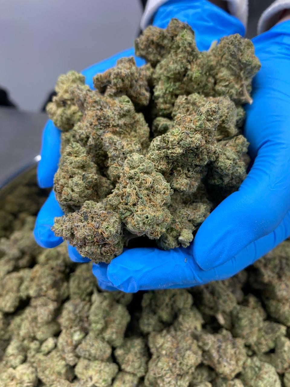 Air freight — international medicinal cannabis export