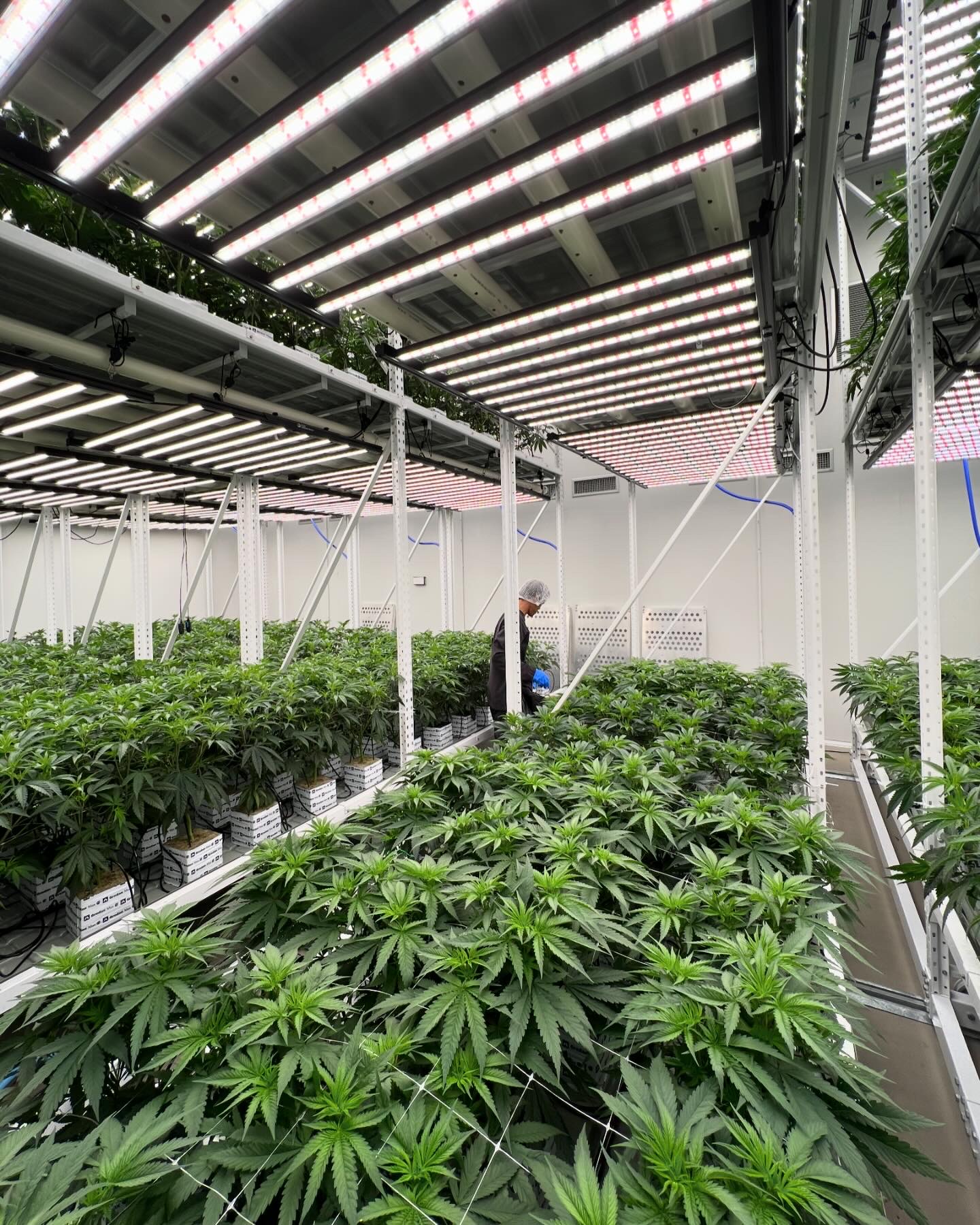 Gloved hands inspecting premium dried medicinal cannabis flower — medicinal cannabis import